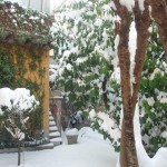 Giardino con la neve