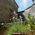 Particolare giardino fiorito