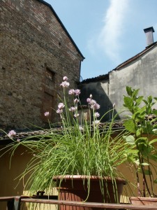 Particolare giardino fiorito
